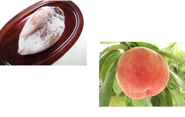 お取り寄せ通販詳細